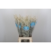 Amaranthus Yearming Desert