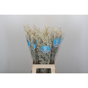 Amaranthus Yearming Desert Cohen