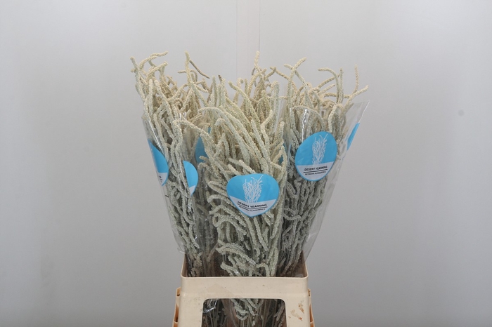 <h4>Amaranthus Yearming Desert Cohen</h4>