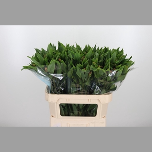 Alstroemeria Vixen 80 Gram