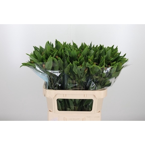 Alstroemeria Vixen 80 Gram