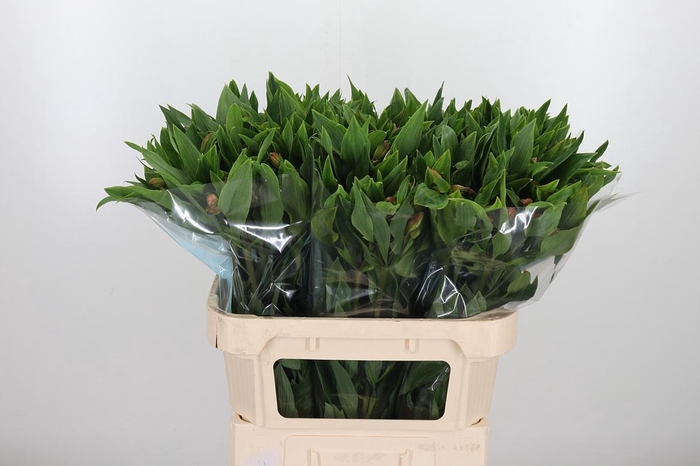 Alstroemeria Vixen 80 Gram