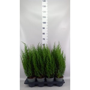 Juniperus chinensis 'Stricta'
