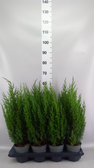 <h4>Juniperus chinensis 'Stricta'</h4>