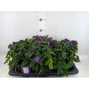 Heliotropium arbor. 'Nautilus Blue'