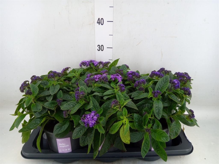 <h4>Heliotropium arbor. 'Nautilus Blue'</h4>