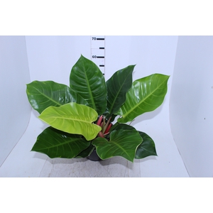 PHILODENDRON LUA CLARA P24