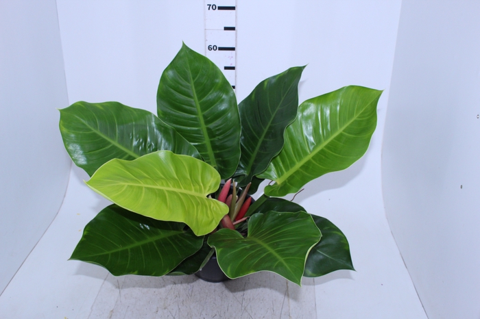 PHILODENDRON LUA CLARA P24
