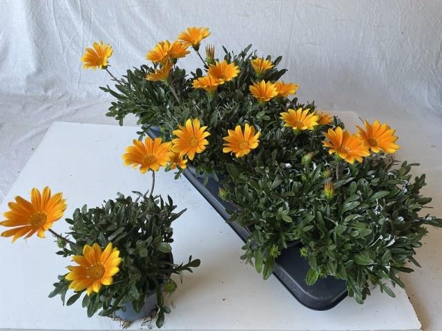 <h4>GAZ R GELBE JUPITE</h4>