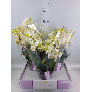 Phalaenopsis multi.   ...white