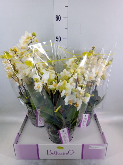 <h4>Phalaenopsis multi. ...white</h4>