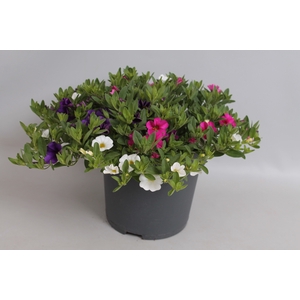 Perkplanten 19 cm Calibrachoa callie Mix Blue, White, Rose