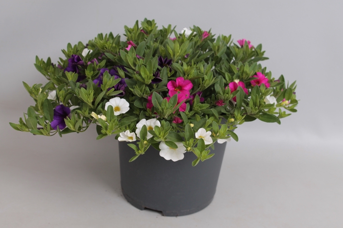Perkplanten 19 cm Calibrachoa callie Mix Blue, White, Rose