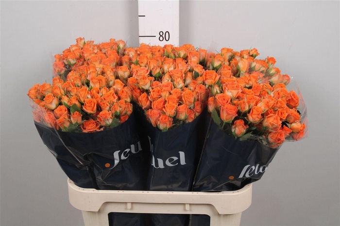 <h4>R Tr Picanto</h4>