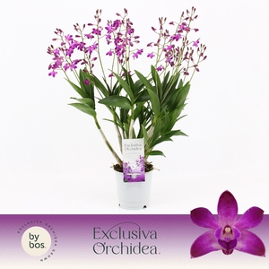 Dendrobium, Berry Oda 18+ spike 'Exclusiva Orchidea'
