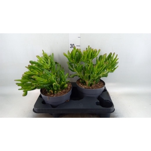 Crassula ovata 'Gollum'