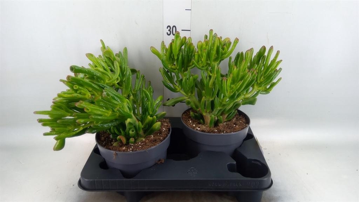 <h4>Crassula ovata 'Gollum'</h4>