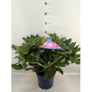 Rhododendron  'Rhodo XXL'