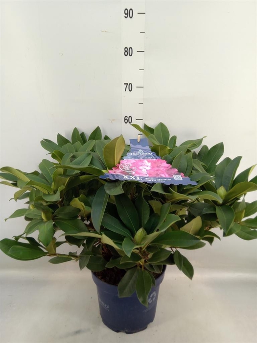 <h4>Rhododendron 'Rhodo XXL'</h4>