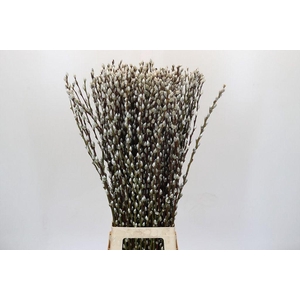 Salix snow flake