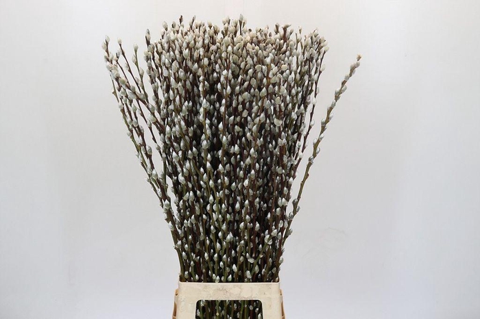 <h4>Salix snow flake</h4>