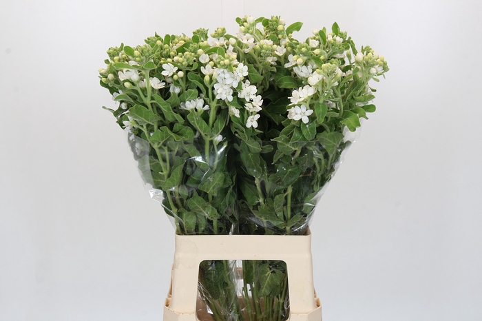 <h4>Oxypetalum coeruleum 'Perfect White Harmony'</h4>