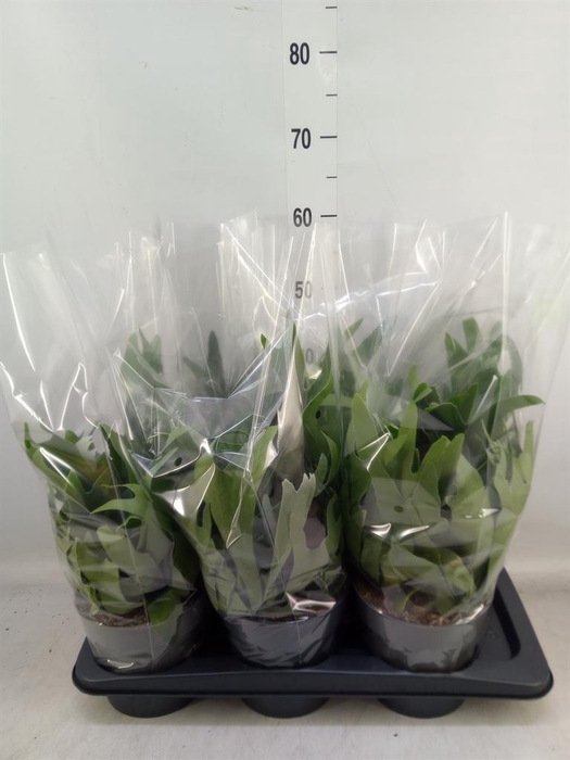 <h4>Platycerium bifurc.</h4>