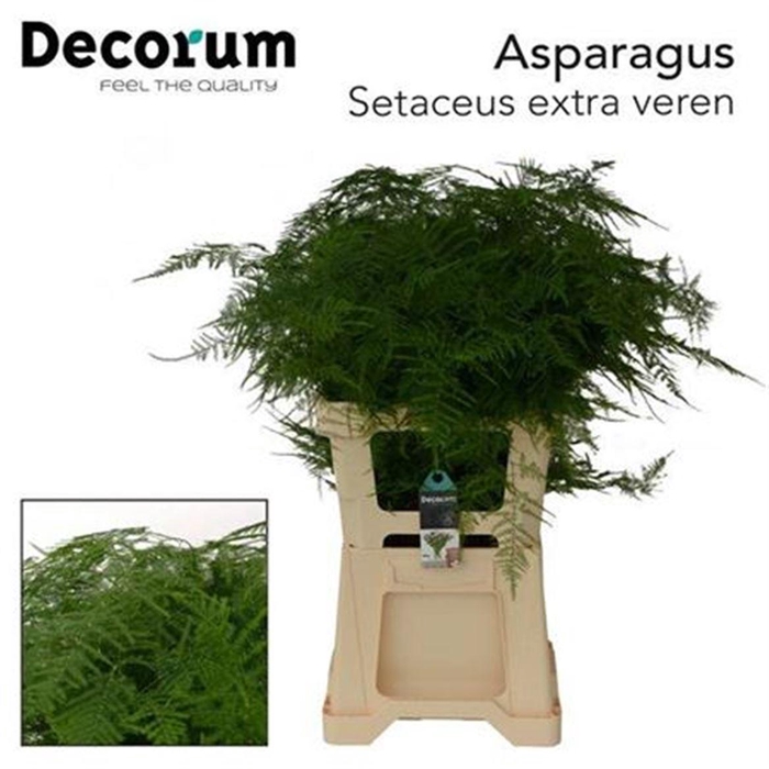 <h4>Asparagus Setaceus</h4>