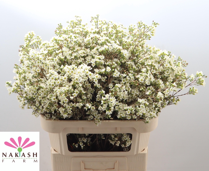 <h4>Cham Un Dawn Pearl</h4>