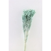 Dried Sorghum 6pc Turquoise Bunch