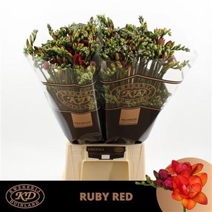 FR DU RUBY RED