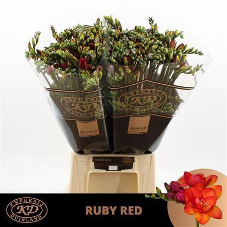 <h4>FR DU RUBY RED</h4>