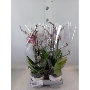 Phalaenopsis  'Sunca Pula'