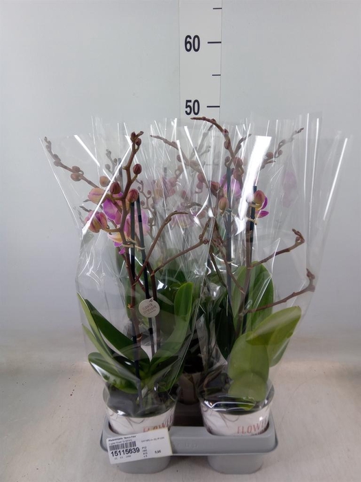 <h4>Phalaenopsis  'Sunca Pula'</h4>
