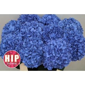 HYDR M CH PIMPERNEL