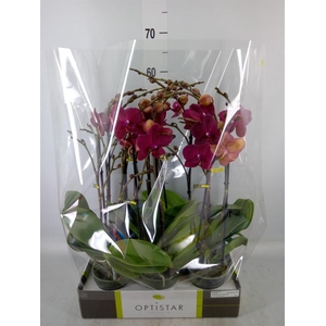 Phalaenopsis   ...red