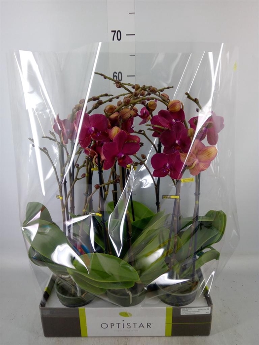 <h4>Phalaenopsis   ...red</h4>