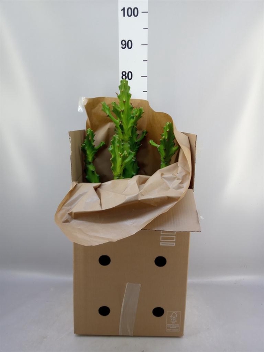 <h4>Euphorbia ...</h4>