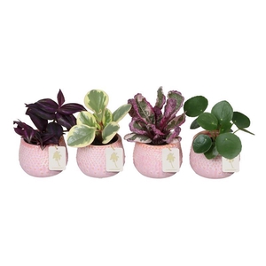 L 67258  Green MIX 6 cm