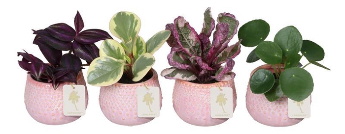 <h4>L 67258  Green MIX 6 cm</h4>