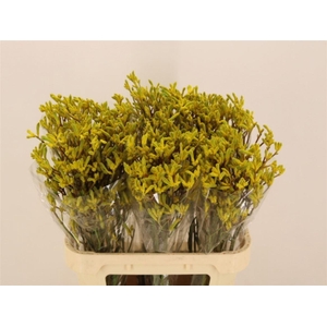 Anigoz Yellow Gem
