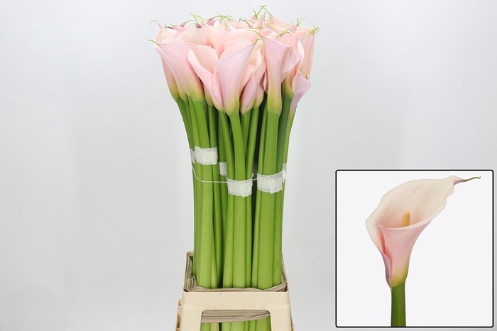 <h4>ZANT AE EYD PINK</h4>