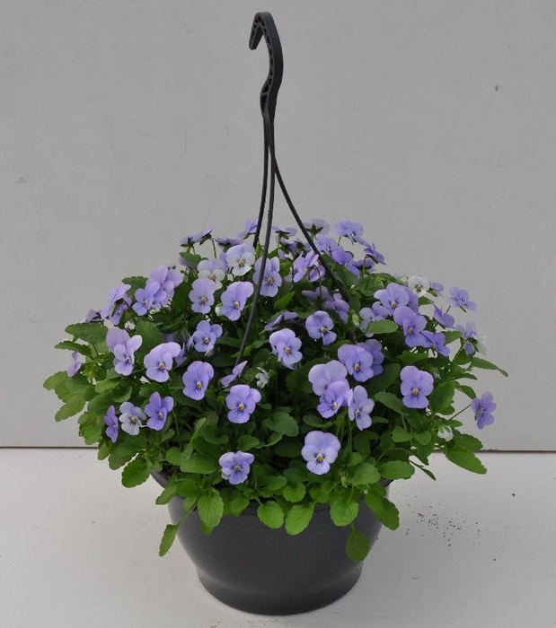 <h4>Viola Cornuta hangpot Blauw</h4>