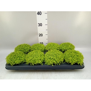 Soleirolia soleirolii 'Aurea'