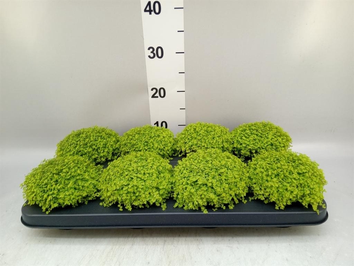 <h4>Soleirolia soleirolii 'Aurea'</h4>