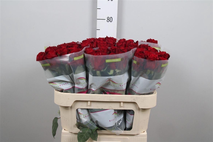 <h4>R Gr Ever Red</h4>