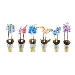 Enjoy Potcover Phal I Am Mix 2T14+