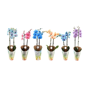 Enjoy Potcover Phal I Am Mix 2T14+