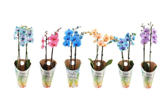 <h4>Enjoy Potcover Phal I Am Mix 2T14+</h4>