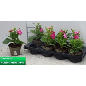 NICOTIANA OV